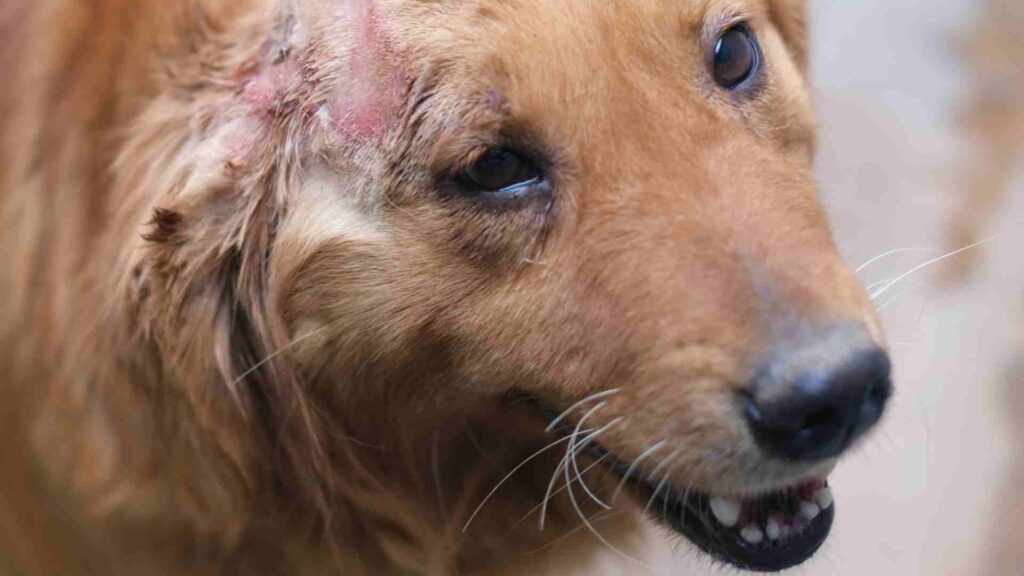 Ferida na pele de cachorro! O que fazer? Existe algum remédio caseiro pra ferida em cachorro? Entenda tudo nesse artigo.