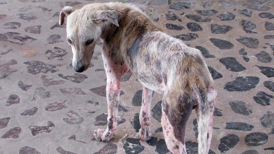 Cachorro com pelo caindo e como feridas na pele