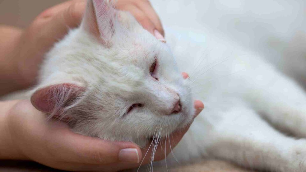 Como saber se meu gato está com dor? Os gatos são animais muito resistentes a dor, na natureza esses felinos estão sempre atentos