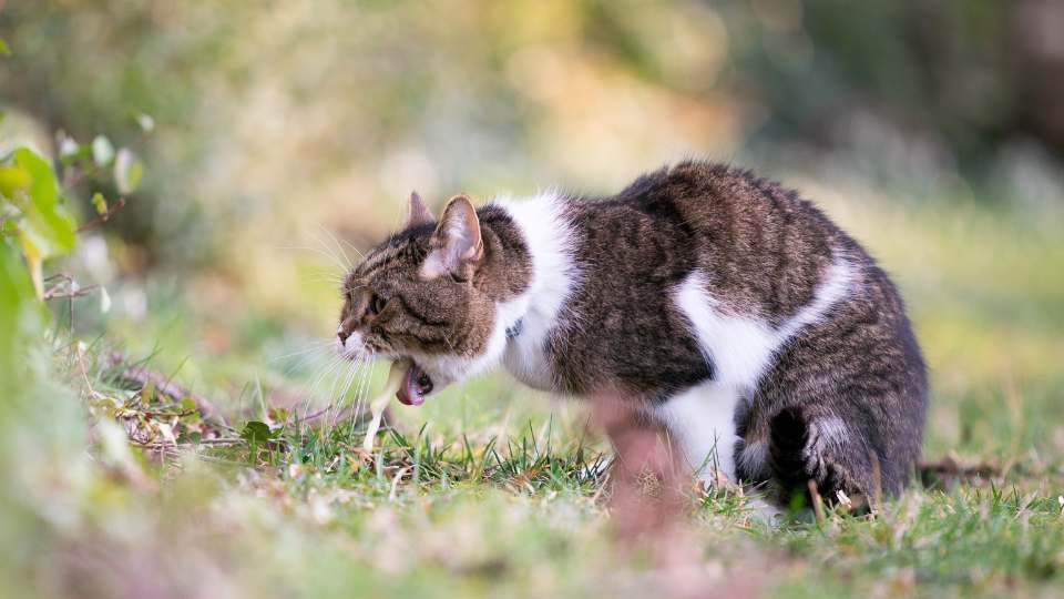 Gato vomitando espuma branca