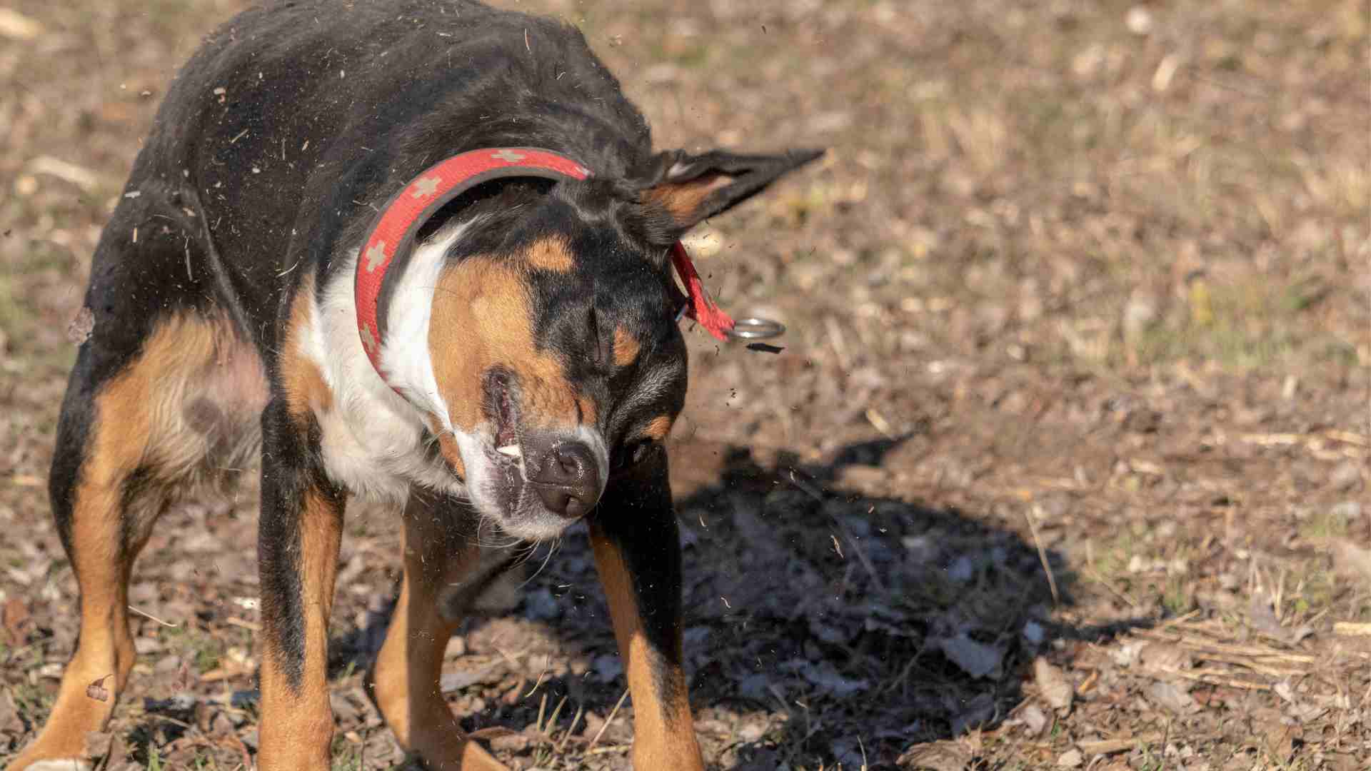Meu cachorro fica balançando a cabeça. O que pode ser?