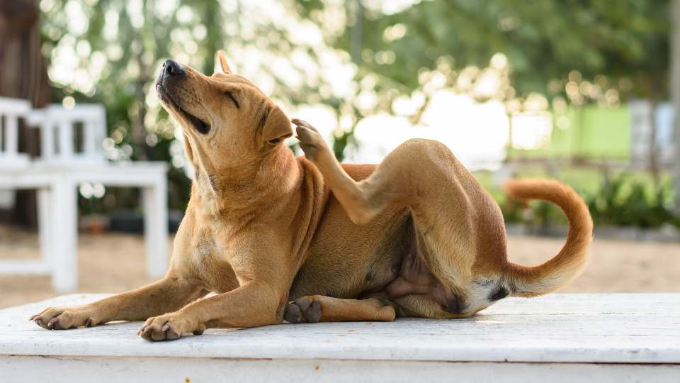 Cachorro se coçando