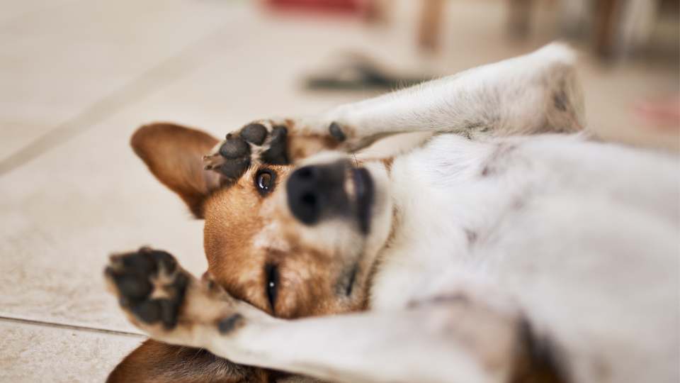 Quando um cachorro está com a barriga inchada pode significar um problema severo e que compromete a vida dele. 