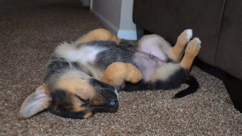 Cachorro com a barriga pra cima com dor