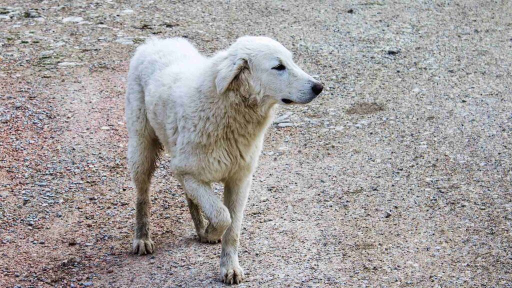 O que significa um cachorro com fraqueza nas pernas e tremedeira? Esse problema pode acometer cachorros de qualquer raça.