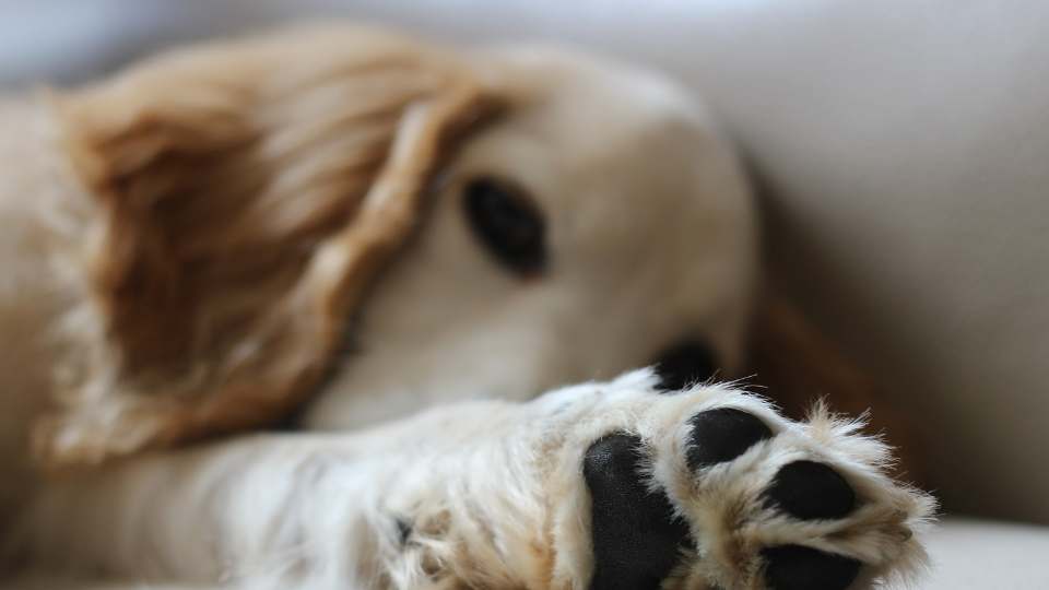 Cachorro deitado com fraqueza nas patas