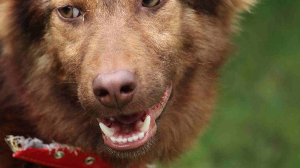 Seu cachorro está com tosse seca e engasgo e você busca por uma maneira de ajudar seu amiguinho de quatro patas? 