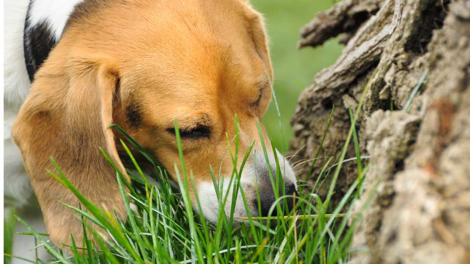 Cachorro comendo fezes