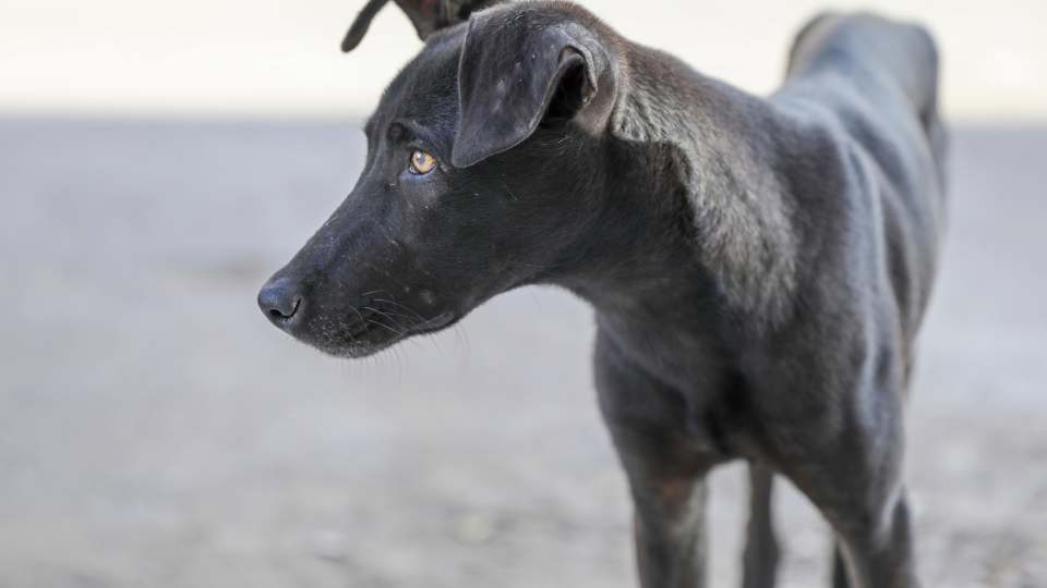 Quando um cachorro come mas não engorda pode ser preocupante, é comum as pessoas questionarem o porquê seu cachorro come mas está emagrecendo.