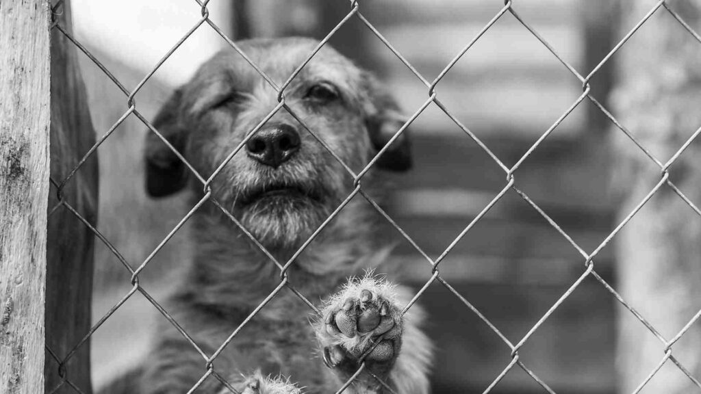 Seu cachorro está tossindo como se estivesse engasgado? Nesse artigo entenderá os motivos e o que fazer nessas situações. 