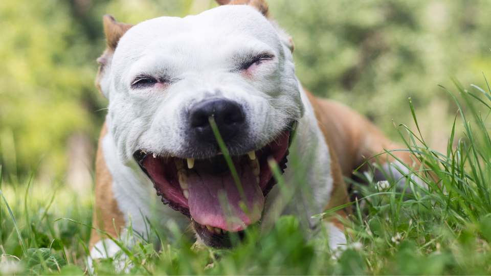 Cachorro tossindo como se estivesse engasgado.