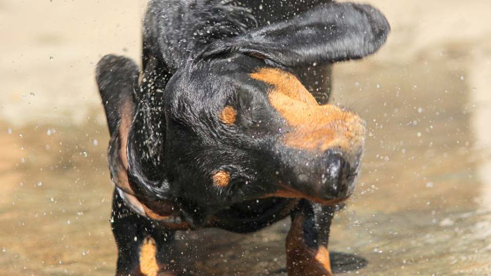 Cachorro balançando a cabeça