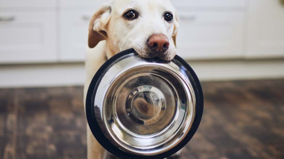 Cachorro segurando vasilha de comida na boca.