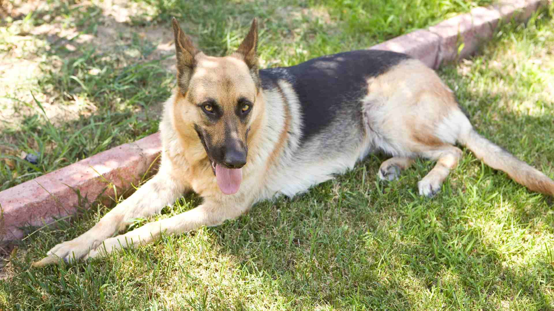 Cachorro ofegante e inquieto – O que pode ser?