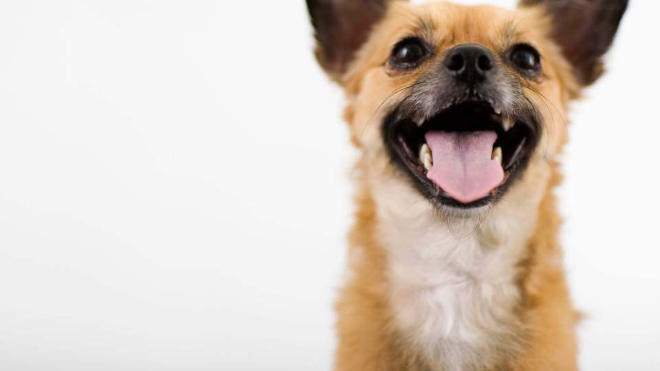 Cachorro ofegante com a língua para fora