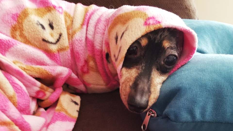 Cachorro com frio em baixo da coberta