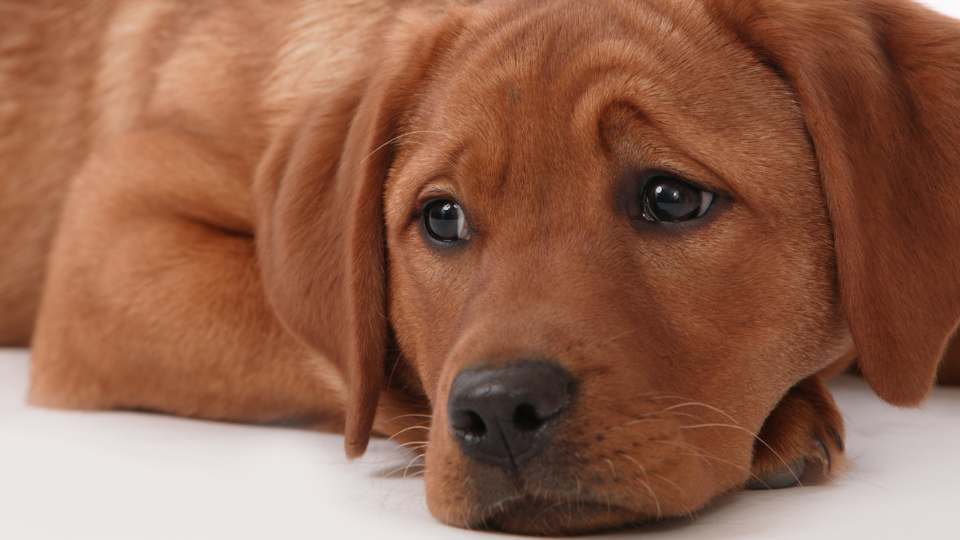 Cachorro deitado amoado com dor