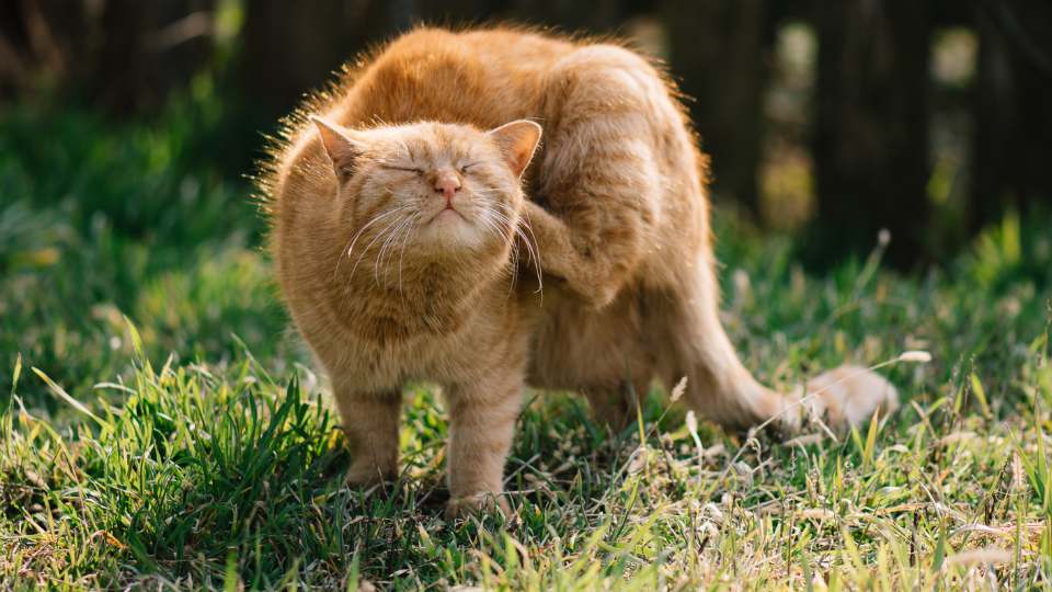 Gato se coçando