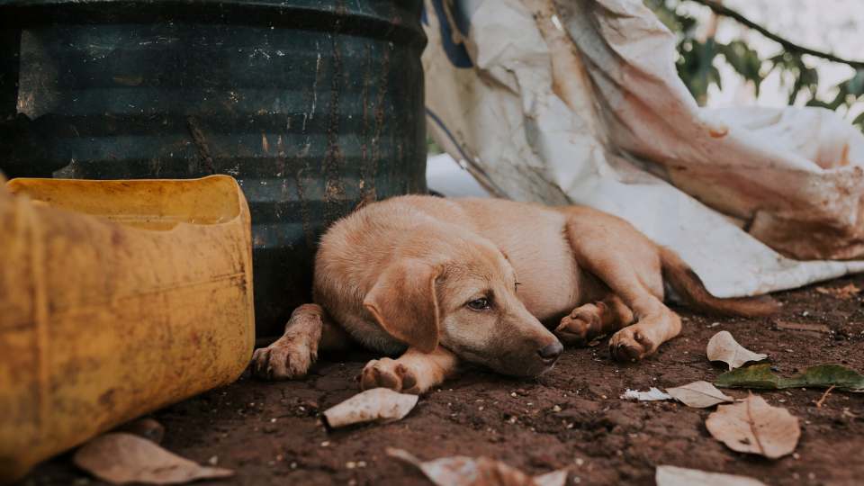 Cachorro deitado triste