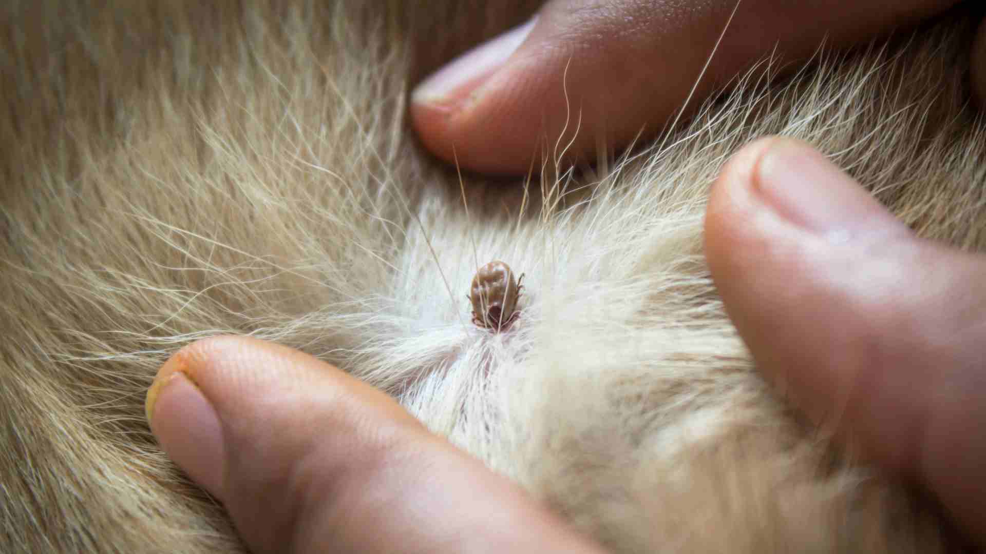 Sintomas da doença do carrapato em cão.