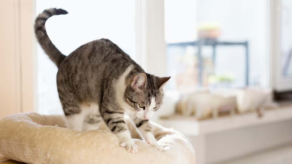 Gato amassando pãozinho