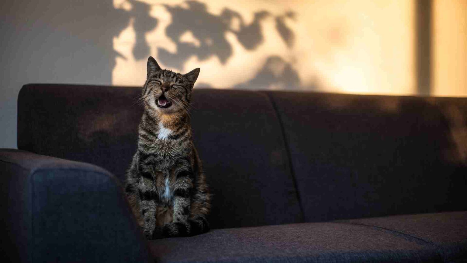 Gato espirrando e com olhos lacrimejando! O que fazer?