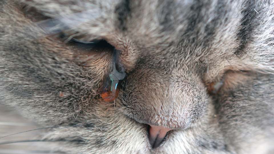 Quando o gato está gripado não é diferente, o comportamento do felino se altera, e caberá a você ajudar seu amiguinho