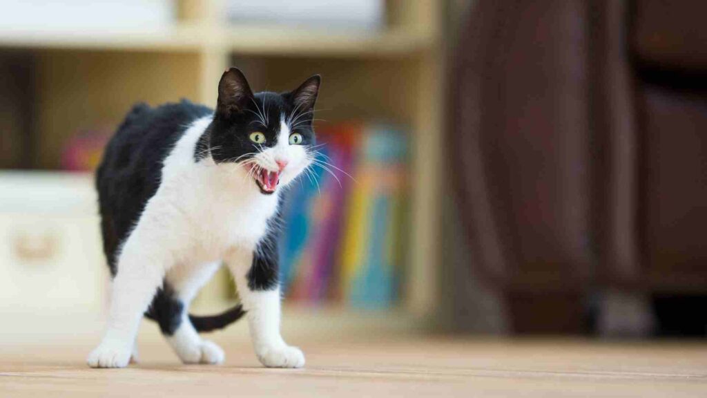 Um gato miando muito pode ser um sinal que merece sua atenção