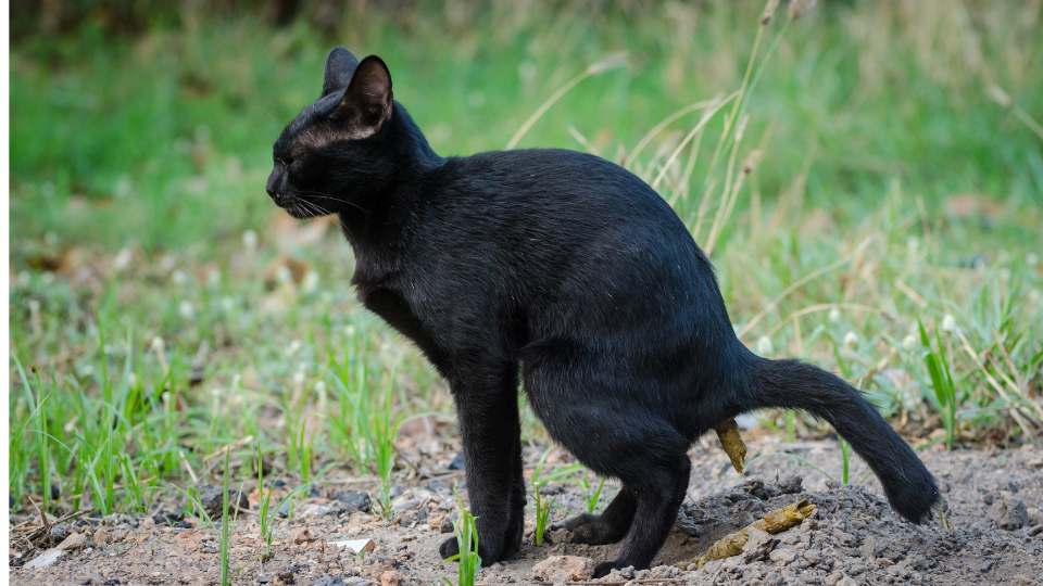 Gato defecando com dor