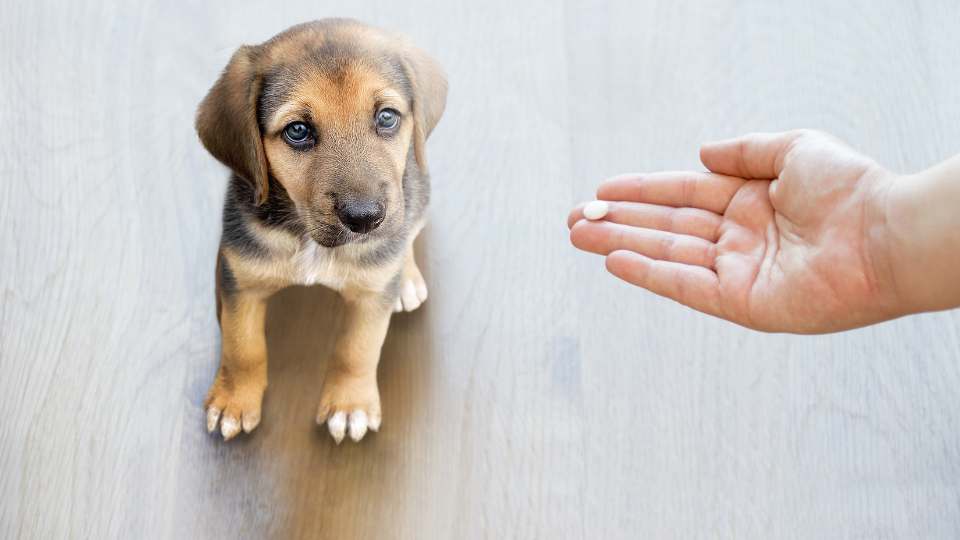 Vitamina para engordar cachorro