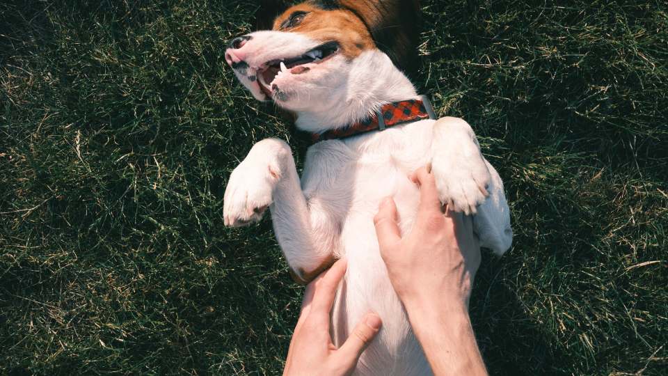 Cachorro com a barriga para cima