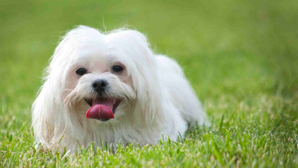 Existe algum remédio caseiro para cachorro ofegante e inquieto? A resposta é depende! E depende muito. 