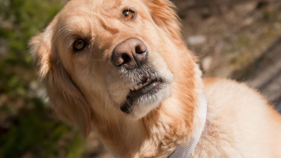 Cachorro com cabeça inclinada com problema neurológico