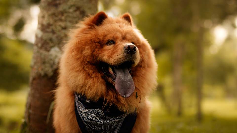 Chow-chow-ofegante - cachorro-com-a língua-azul