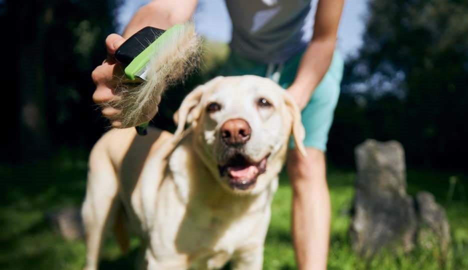 Penteando cachorro -Cachorro perdendo pelo