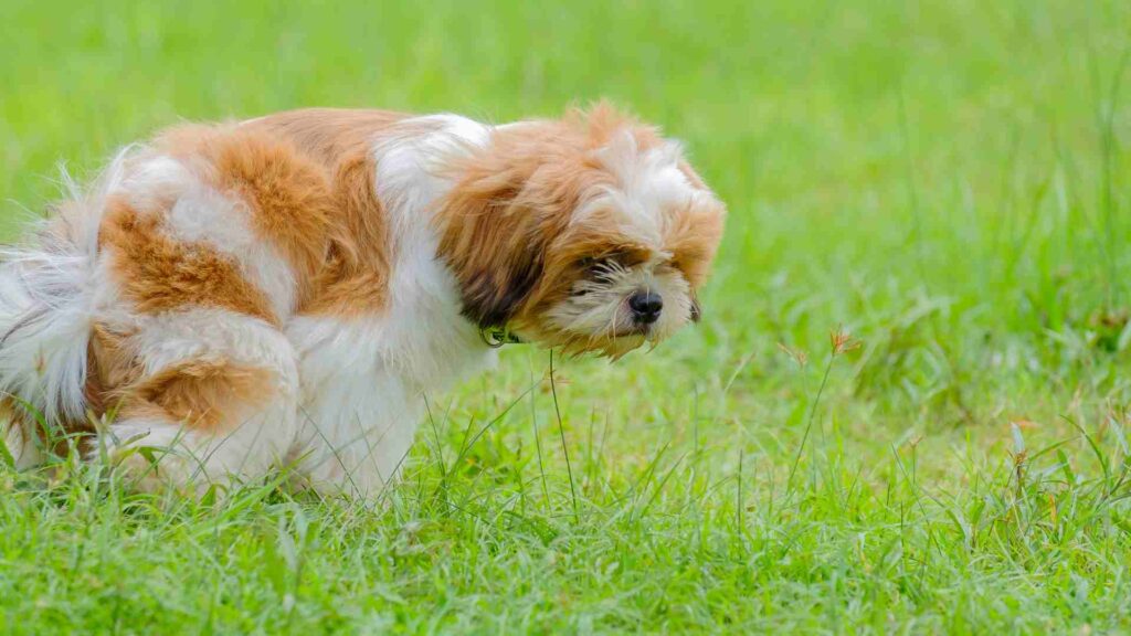 Existem remédios caseiros para diarreia de cachorros? Bom para responder essa pergunta você precisa entender uma coisa. 