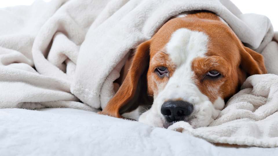 Cachorro doente com diarreia