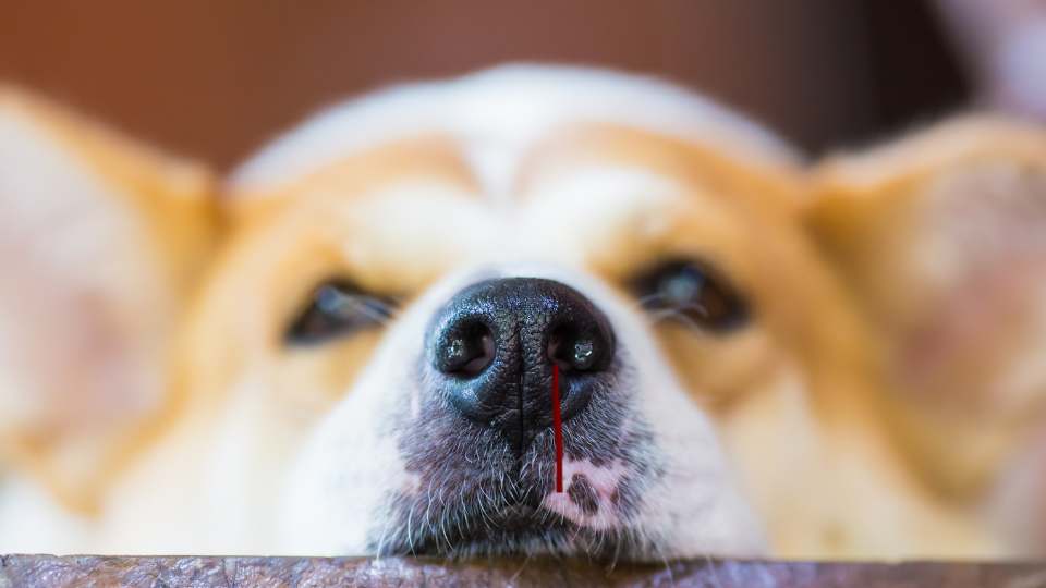 Existe algum remédio caseiro para estancar sangue de cachorro no nariz? Você deve ter um cãozinho ai na sua casa passando por esse problema.