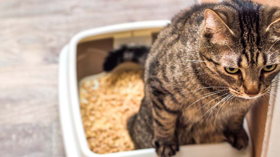 Gato com dor tentando urinar na caixinha de areia