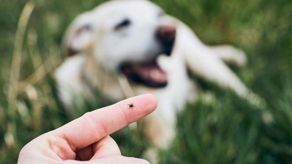 Doença do carrapato em cães.