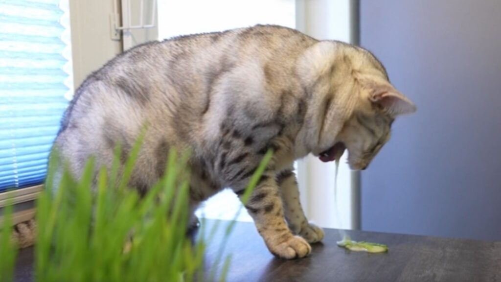 Um gato vomitando amarelo pode estar sendo vitima de um largo período de jejum.