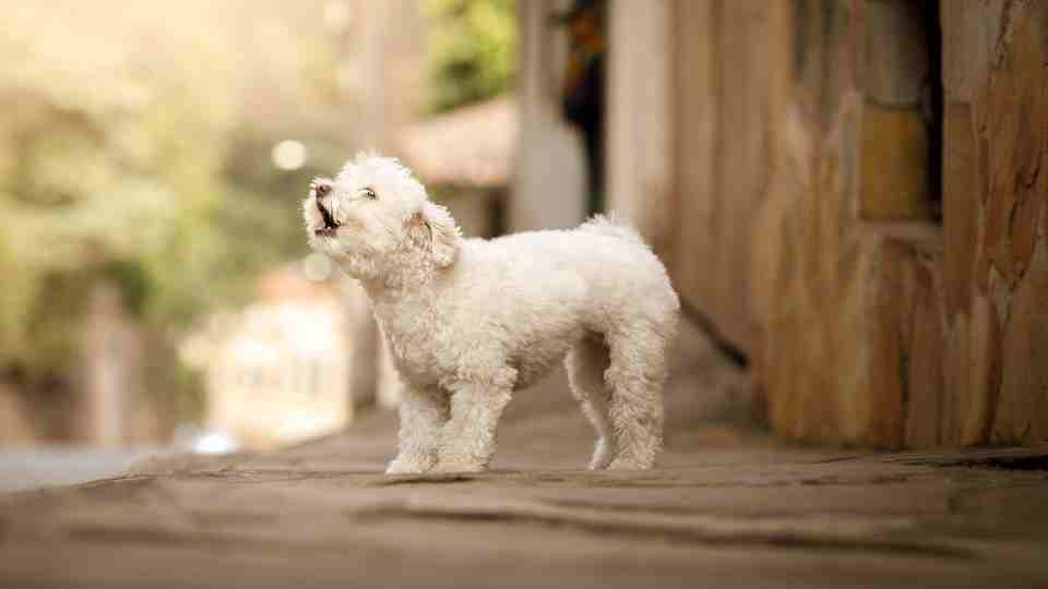 Essa situação pode ser meio desesperadora, quando um cachorro grita de dor sem nenhuma causa visível, mas acredite pode não ser por dor, e sim algo mais grave.