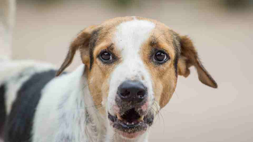 Cachorro com tosse seca e engasgo! esse é sem dúvida um dos sinais mais comuns nessas épocas de frio, o que não impede que aconteça nos demais periodos do ano.