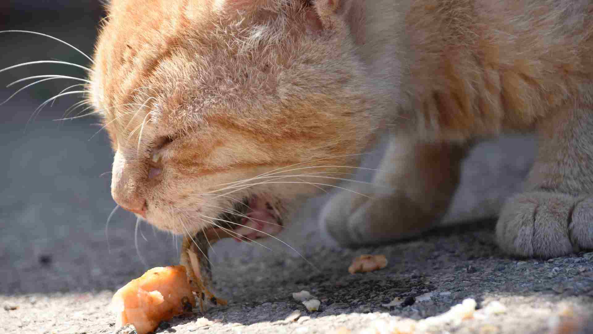 Gato vomitando ração! O que fazer?