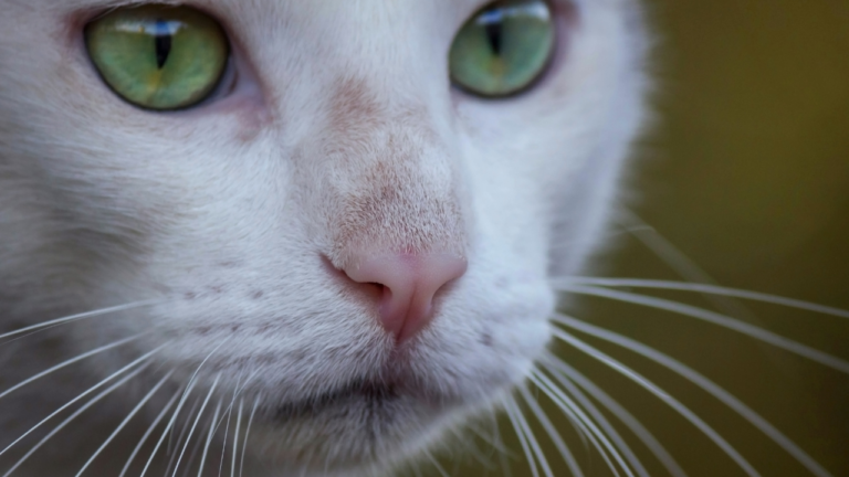 Rem Dio Caseiro Para Gato Com Nariz Entupido